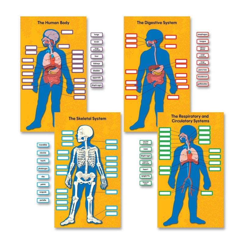 Carson-Dellosa Human Body Bulletin Board Set 110178 CDP110178